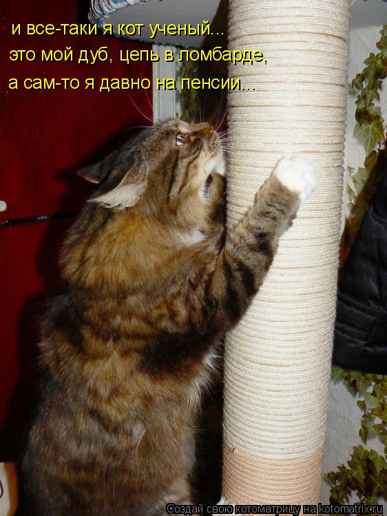 Котоматрица: и все-таки я кот ученый... это мой дуб, цепь в ломбарде, а сам-то я давно на пенсии...