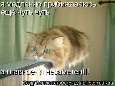 Котоматрица: я медленно прибижаааюсь... ещё чуть чуть а главное- я незаметен!!!