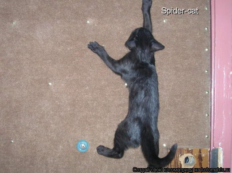 Котоматрица: Spider-cat