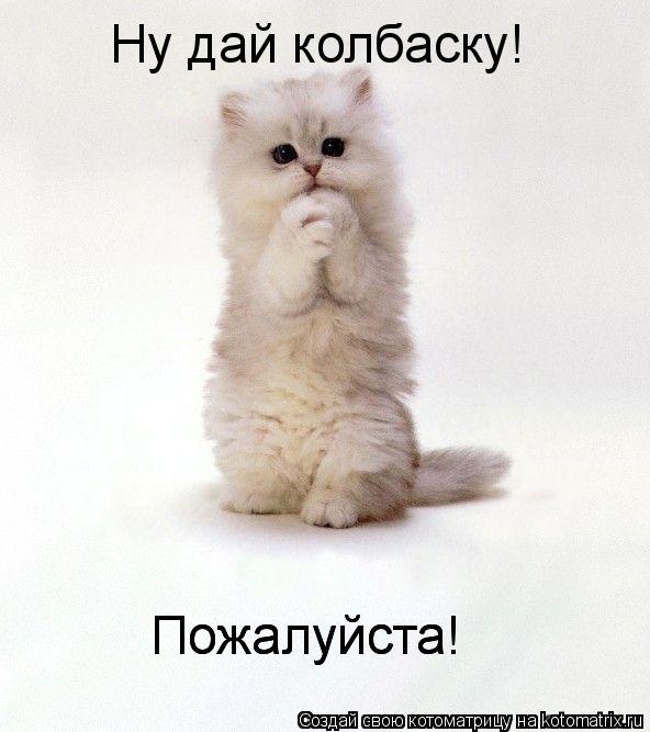 Ну дай колбаску! Пожалуйста! Пожалуйста!... Котоматрица: Ну дай колбаску! Пожалуйста! Пожалуйста!