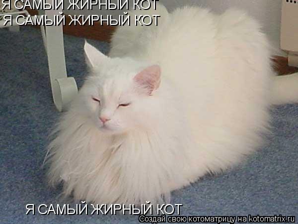 Я САМЫЙ ЖИРНЫЙ КОТ Я САМЫЙ ЖИРНЫЙ КОТ Я САМЫЙ ЖИРНЫЙ КОТ... Котоматрица: Я САМЫЙ ЖИРНЫЙ КОТ Я САМЫЙ ЖИРНЫЙ КОТ Я САМЫЙ ЖИРНЫЙ КОТ