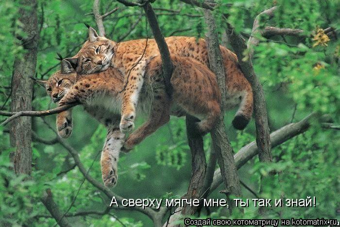 Котоматрица: А сверху мягче мне, ты так и знай!