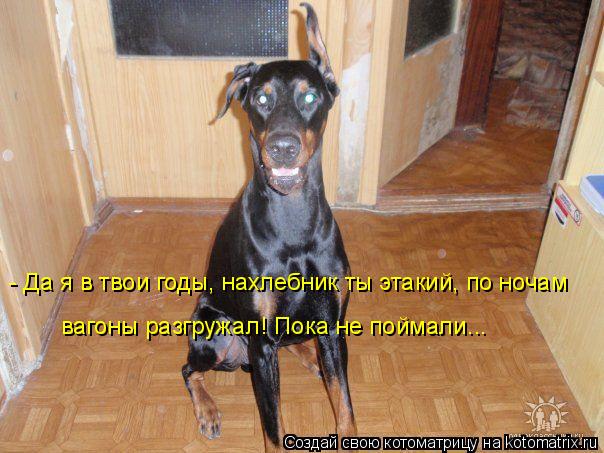 Котоматрица: - Да я в твои годы, нахлебник ты этакий, по ночам вагоны разгружал! Пока не поймали...