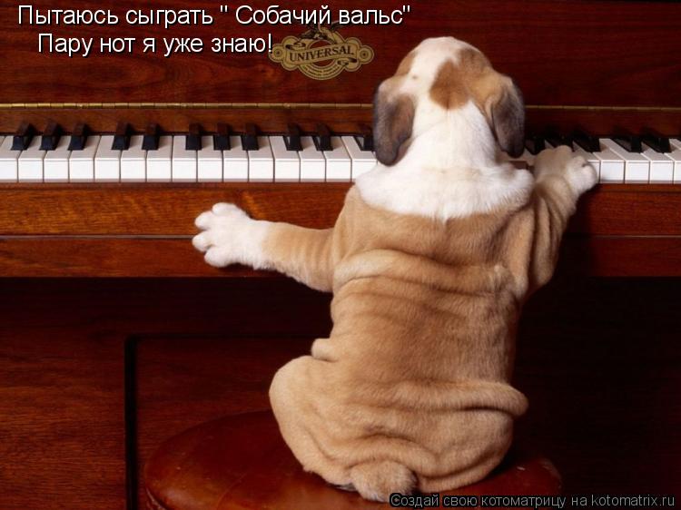 Пытаюсь сыграть " Собачий вальс" Пару нот я уже знаю!... Котоматрица: Пытаюсь сыграть " Собачий вальс" Пару нот я уже знаю!
