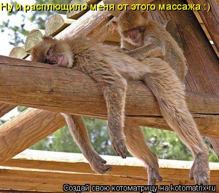 Котоматрица: Ну и расплющило меня от этого массажа :)