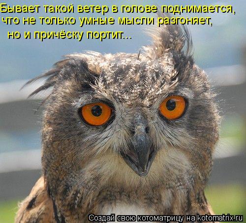 Бывает такой ветер в голове поднимается, что не только умные мысли разгоняет, но и причёску портит...... Котоматрица: Бывает такой ветер в голове поднимается, что не только умные мысли разгоняет, но и причёску портит...