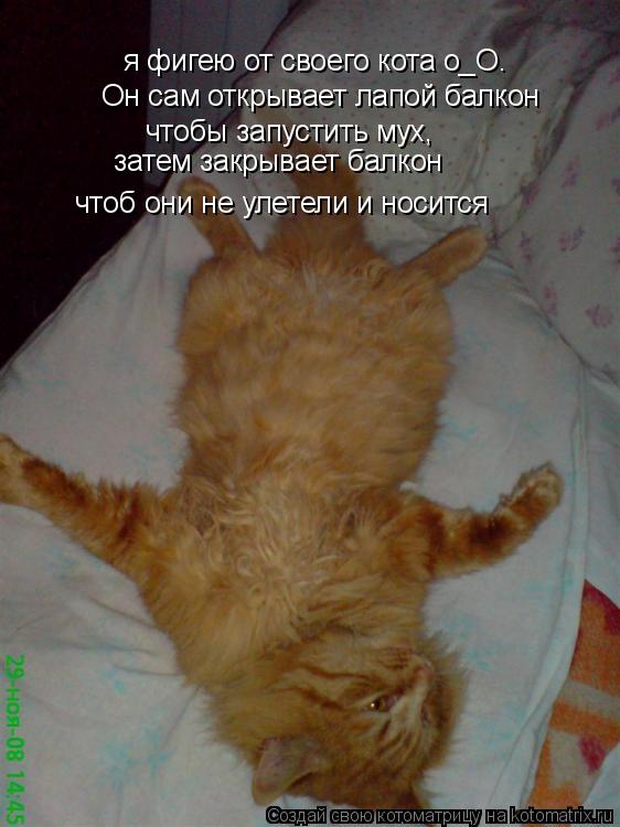 Котоматрица: я фигею от своего кота о_о. он сам открывает ла.