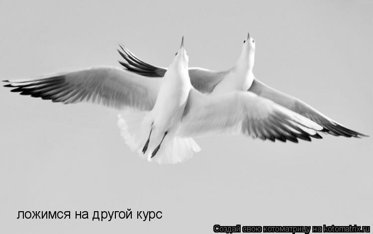 ложимся на другой курс... Котоматрица: ложимся на другой курс