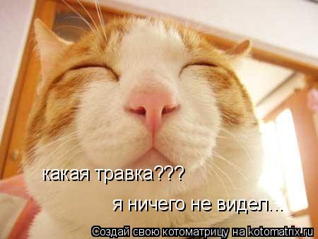 какая травка??? я ничего не видел...... Котоматрица: какая травка??? я ничего не видел...