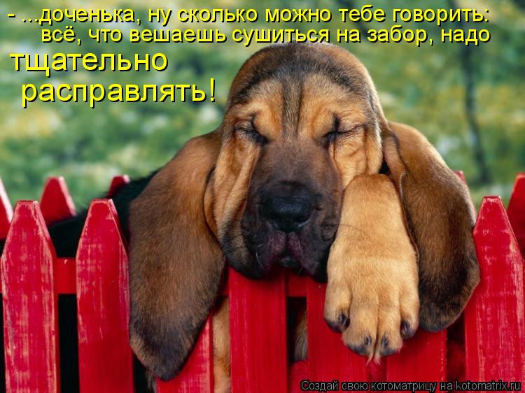 - ...доченька, ну сколько можно тебе говорить: всё, что вешаешь сушиться на забор, надо тщательно рас... Котоматрица: - ...доченька, ну сколько можно тебе говорить: всё, что вешаешь сушиться на забор, надо тщательно расправлять!