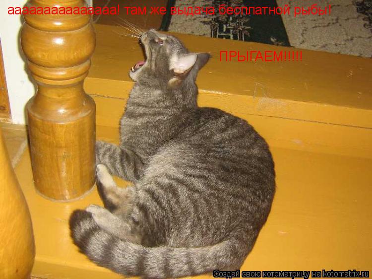 ааааааааааааааа! там же выдача бесплатной рыбы! ПРЫГАЕМ!!!!!... Котоматрица: ааааааааааааааа! там же выдача бесплатной рыбы! ПРЫГАЕМ!!!!!