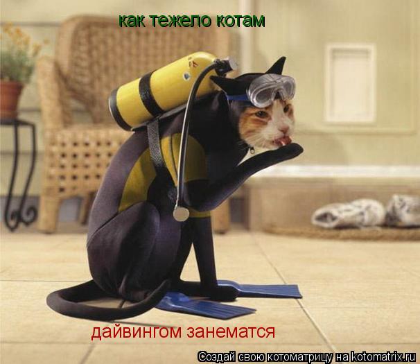 как тежело котам дайвингом занематся... Котоматрица: как тежело котам дайвингом занематся
