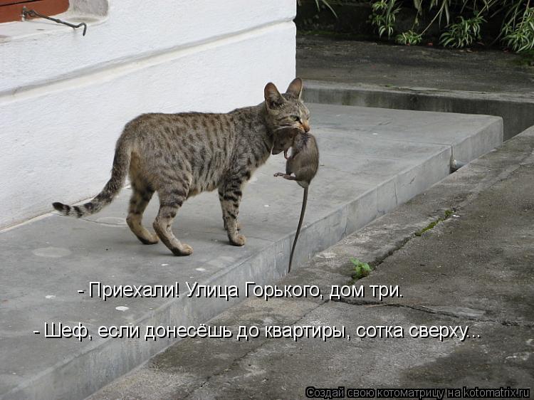 - Приехали! Улица Горького, дом три. - Шеф, если донесёшь до квартиры, сотка сверху...... Котоматрица: - Приехали! Улица Горького, дом три. - Шеф, если донесёшь до квартиры, сотка сверху...