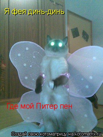 Котоматрица: Я фея динь-динь  Где мой Питер пен