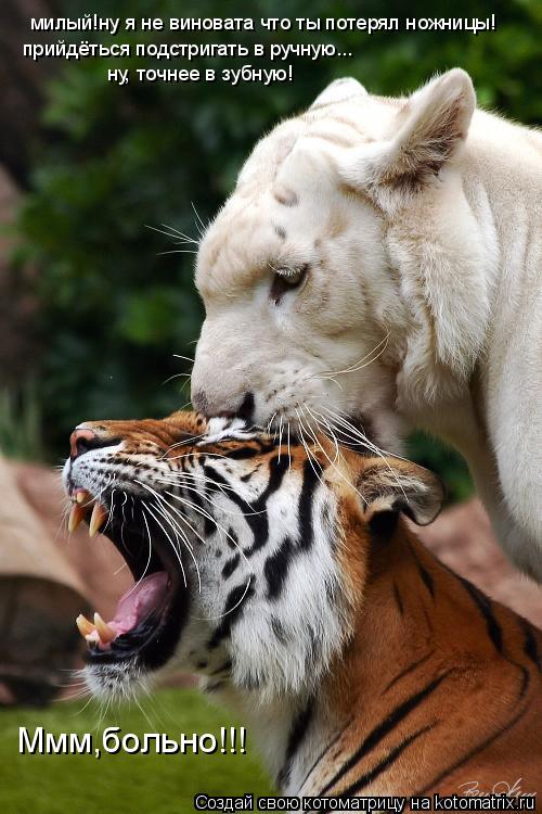 Котоматрица: милый!ну я не виновата что ты потерял ножницы! прийдёться подстригать в ручную... Ммм,больно!!! ну, точнее в зубную!