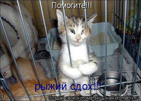 Помогите!!! рыжий сдох!!!... Котоматрица: Помогите!!! рыжий сдох!!!