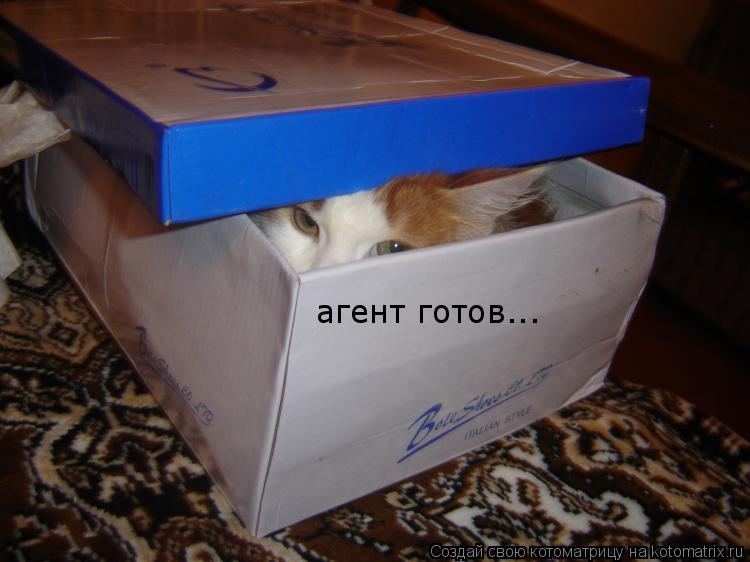 агент готов...... Котоматрица: агент готов...