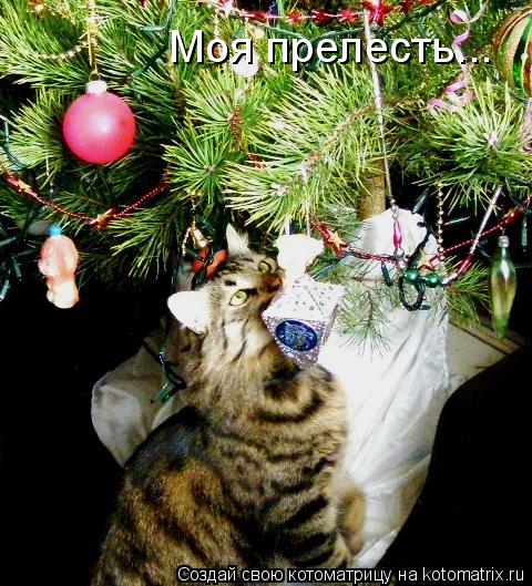 Котоматрица: Моя прелесть...