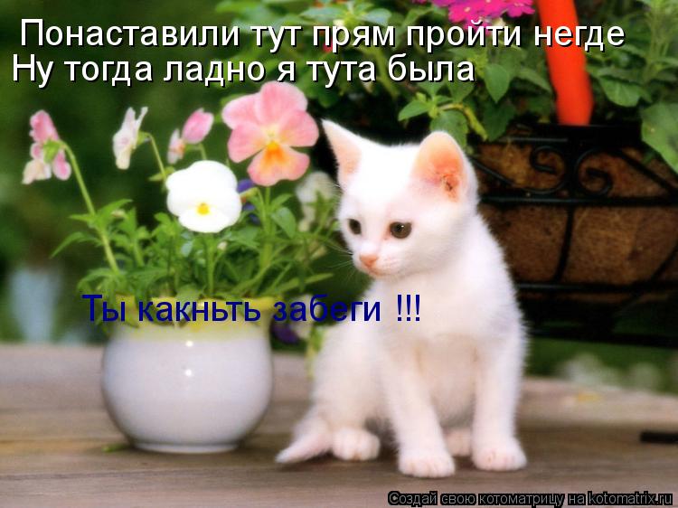 Понаставили тут прям пройти негде Ну тогда ладно я тута была Ты какньть забеги !!!... Котоматрица: Понаставили тут прям пройти негде Ну тогда ладно я тута была Ты какньть забеги !!!