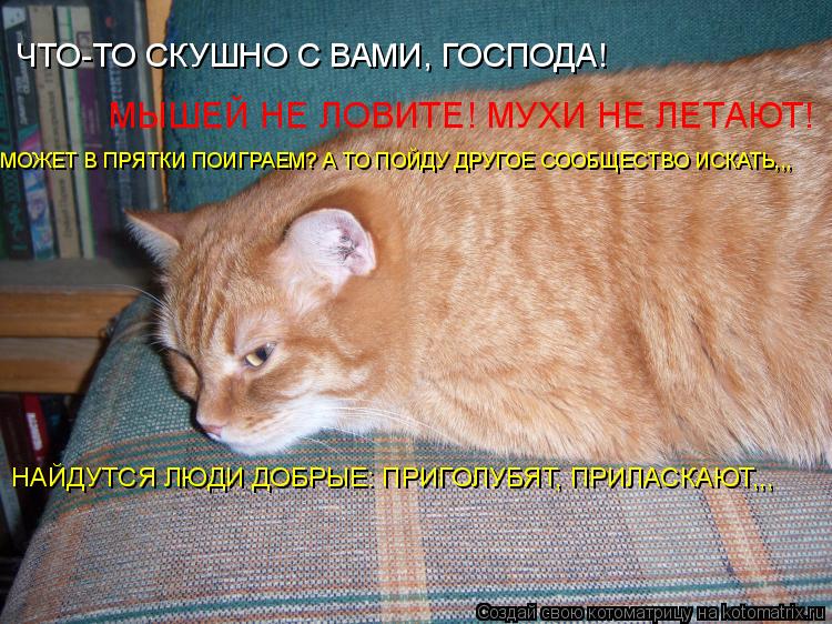 ЧТО-ТО СКУШНО С ВАМИ, ГОСПОДА! МЫШЕЙ НЕ ЛОВИТЕ! МУХИ НЕ ЛЕТАЮТ! МОЖЕТ В ПРЯТКИ ПОИГРАЕМ? А ТО ПОЙДУ ... Котоматрица: ЧТО-ТО СКУШНО С ВАМИ, ГОСПОДА! МЫШЕЙ НЕ ЛОВИТЕ! МУХИ НЕ ЛЕТАЮТ! МОЖЕТ В ПРЯТКИ ПОИГРАЕМ? А ТО ПОЙДУ ДРУГОЕ СООБЩЕСТВО ИСКАТЬ,,, НАЙДУТСЯ ЛЮДИ Д