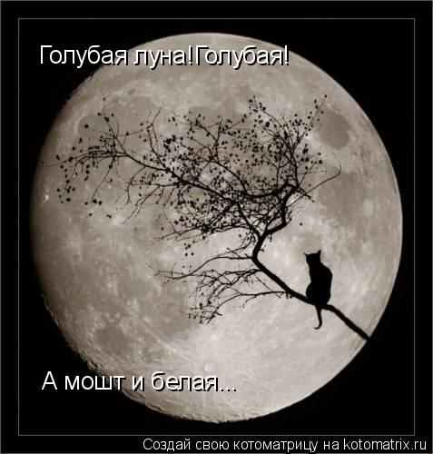 Котоматрица: Голубая луна!Голубая! А мошт и белая...