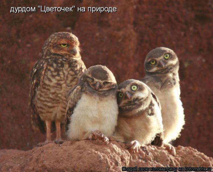 Котоматрица: дурдом "Цветочек" на природе