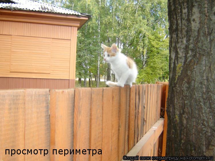 просмотр периметра... Котоматрица: просмотр периметра