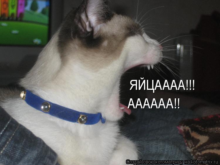 ЯЙЦАААА!!! АААААА!!... Котоматрица: ЯЙЦАААА!!! АААААА!!