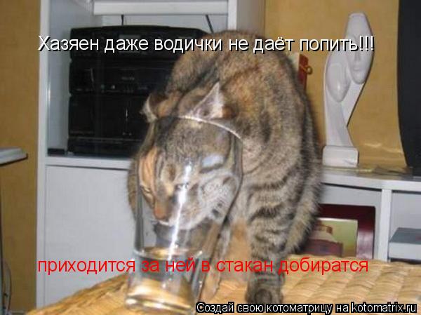 Хазяен даже водички не даёт попить!!! приходится за ней в стакан добиратся... Котоматрица: Хазяен даже водички не даёт попить!!! приходится за ней в стакан добиратся