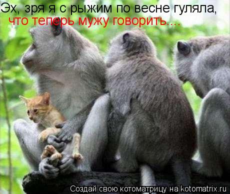 Котоматрица: Эх, зря я с рыжим по весне гуляла,  что теперь мужу говорить....