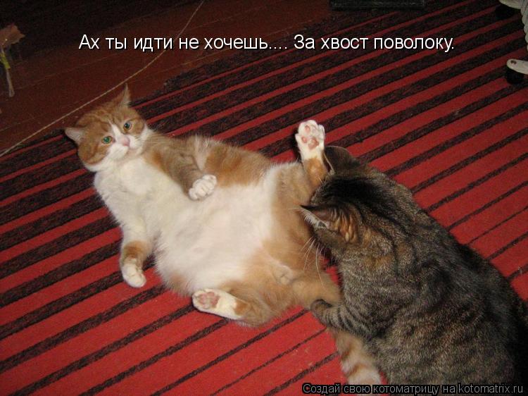 Котоматрица: Ах ты идти не хочешь.... За хвост поволоку.