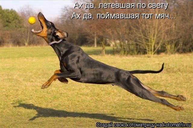 Ах да, летевшая по свету Ах да, поймавшая тот мяч...... Котоматрица: Ах да, летевшая по свету Ах да, поймавшая тот мяч...