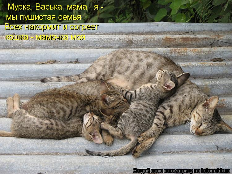 Мурка, Васька, мама, я - мы пушистая семья Всех накормит и согреет кошка - мамочка моя... Котоматрица: Мурка, Васька, мама, я - мы пушистая семья Всех накормит и согреет кошка - мамочка моя