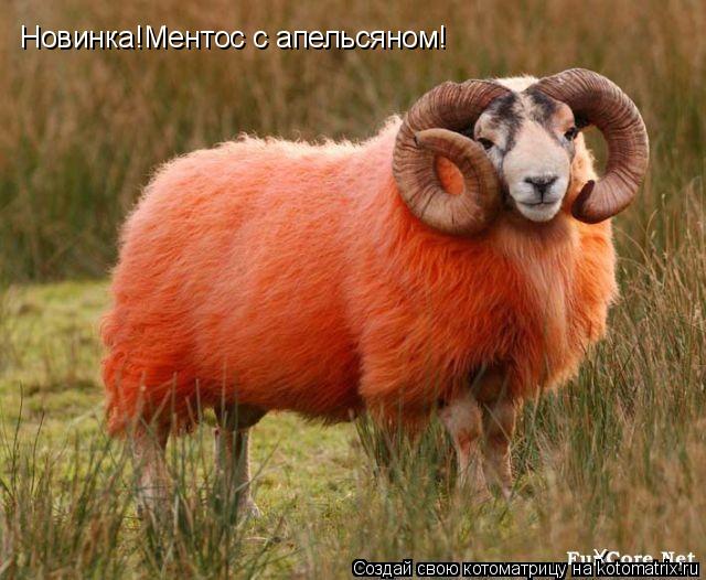 Котоматрица: Новинка!Ментос с апельсяном!