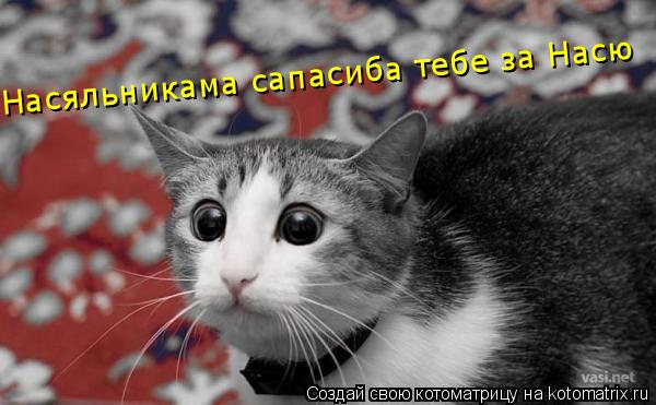 Насяльникама сапасиба тебе за Насю... Котоматрица: Насяльникама сапасиба тебе за Насю