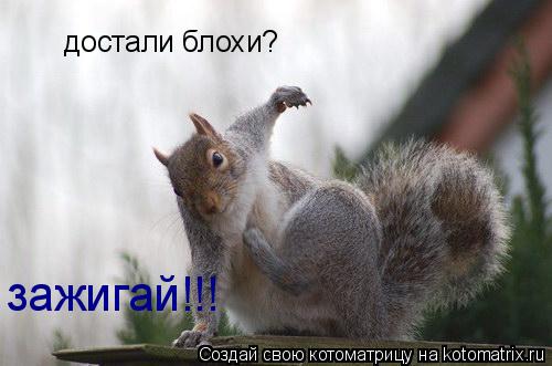 достали блохи? зажигай!!!... Котоматрица: достали блохи? зажигай!!!