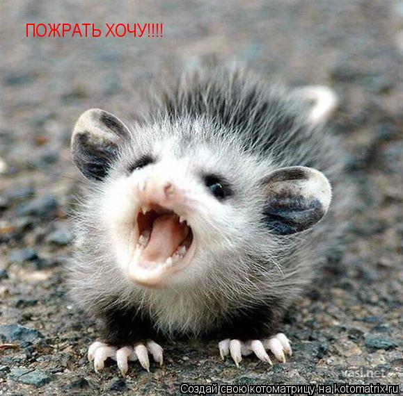 ПОЖРАТЬ ХОЧУ!!!!... Котоматрица: ПОЖРАТЬ ХОЧУ!!!!