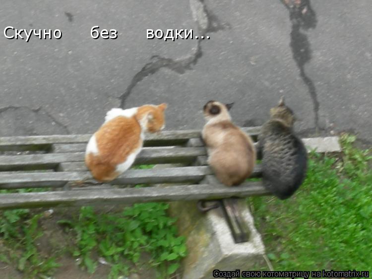 Скучно без водки...... Котоматрица: Скучно без водки...