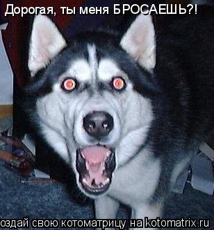 Дорогая, ты меня БРОСАЕШЬ?!... Котоматрица: Дорогая, ты меня БРОСАЕШЬ?!