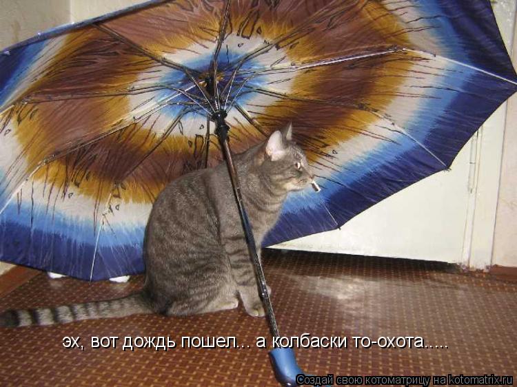эх, вот дождь пошел... а колбаски то-охота........ Котоматрица: эх, вот дождь пошел... а колбаски то-охота.....