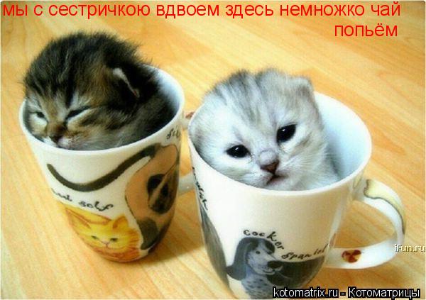Котоматрица: мы с сестричкою вдвоем здесь немножко чай попьём