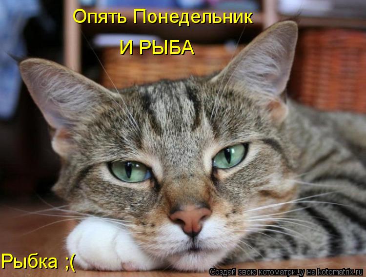 Котоматрица: Опять Понедельник Рыбка ;( И РЫБА