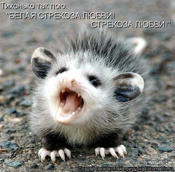 Котоматрица: Тихонько так пою:  "БЕЛАЯ СТРЕКОЗА ЛЮБВИ! СТРЕКОЗА ЛЮБВИ!"