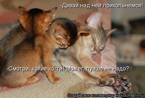 Котоматрица: -Давай над ней прикольнемся! -Смотри, какие когти! Может, лучше не надо?