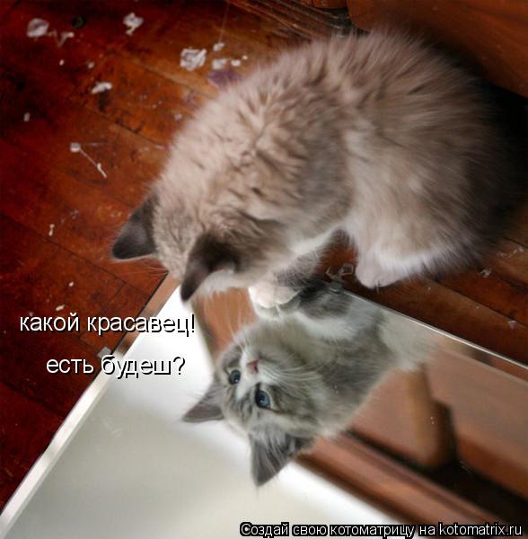 какой красавец! есть будеш?... Котоматрица: какой красавец! есть будеш?