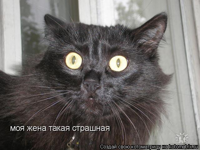 Котоматрица: моя жена такая страшная