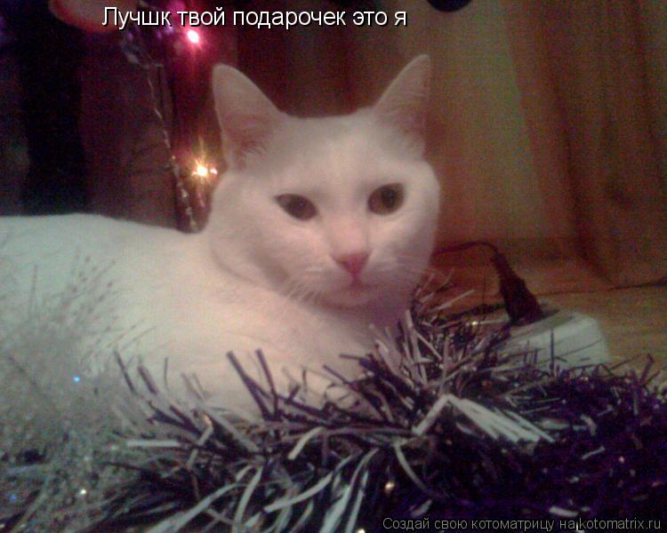 Лучшк твой подарочек это я... Котоматрица: Лучшк твой подарочек это я