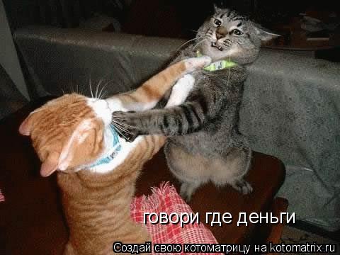 Котоматрица: говори где деньги