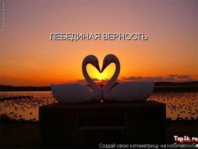 ЛЕБЕДИНАЯ ВЕРНОСТЬ... Котоматрица: ЛЕБЕДИНАЯ ВЕРНОСТЬ
