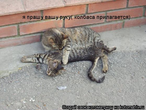 я прашу вашу руку( колбаса прилагается)... Котоматрица: я прашу вашу руку( колбаса прилагается)